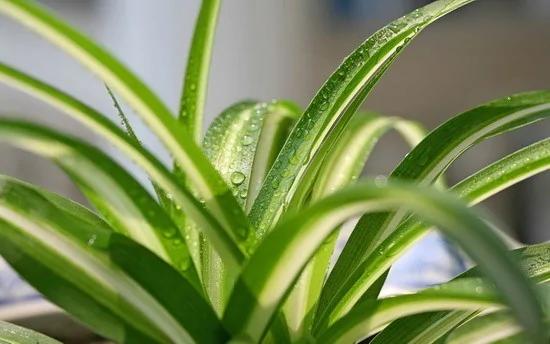 最强吸毒植物,选一盆搬回家~