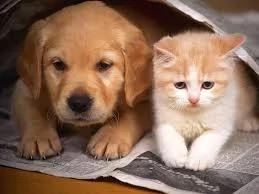 学学猫狗的养生保健之道