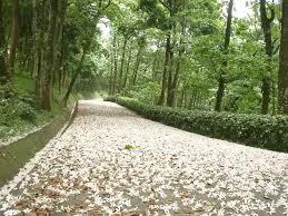 先生一词的由来