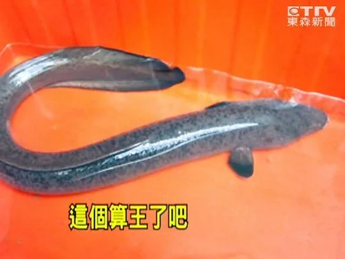 鲈鳗
