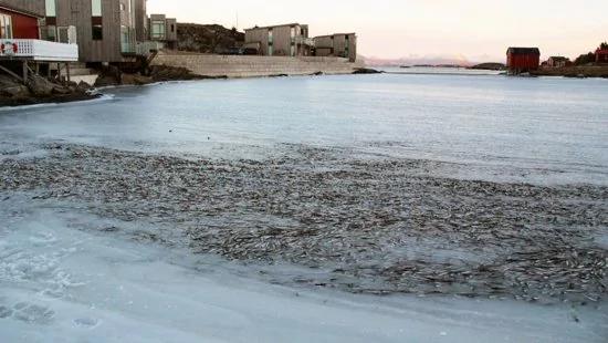 挪威鱼群被冻海冰内 保持游弋姿态 It Was So Cold In Norway Fish Froze In Place
