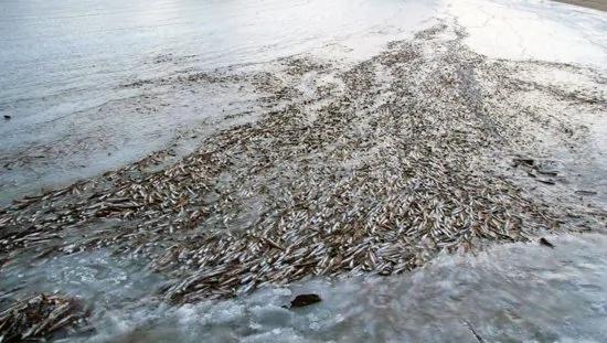 挪威鱼群被冻海冰内 保持游弋姿态 It Was So Cold In Norway Fish Froze In Place