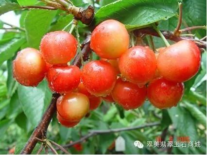 放冰箱会致癌的食品黑名单