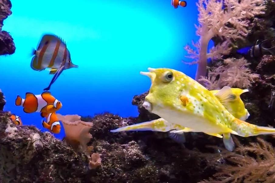 20个千奇百怪神秘的海洋生物
