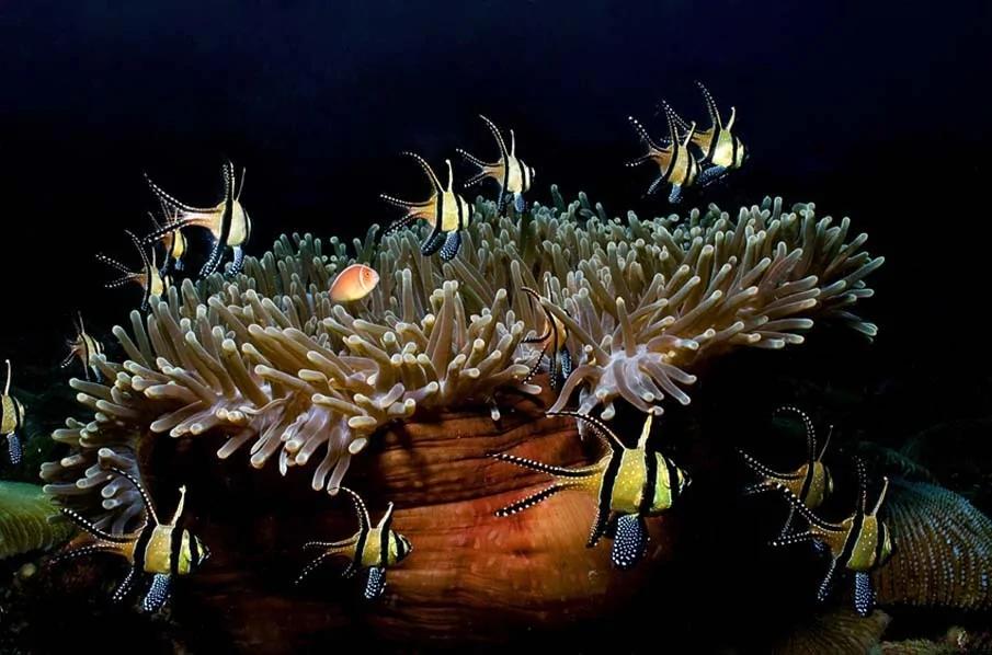 20个千奇百怪神秘的海洋生物