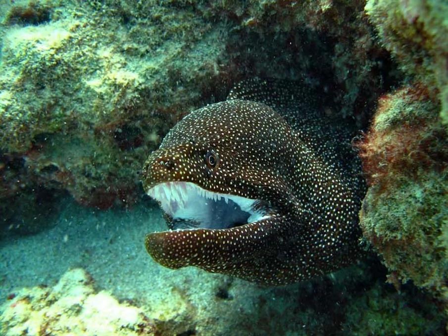 20个千奇百怪神秘的海洋生物