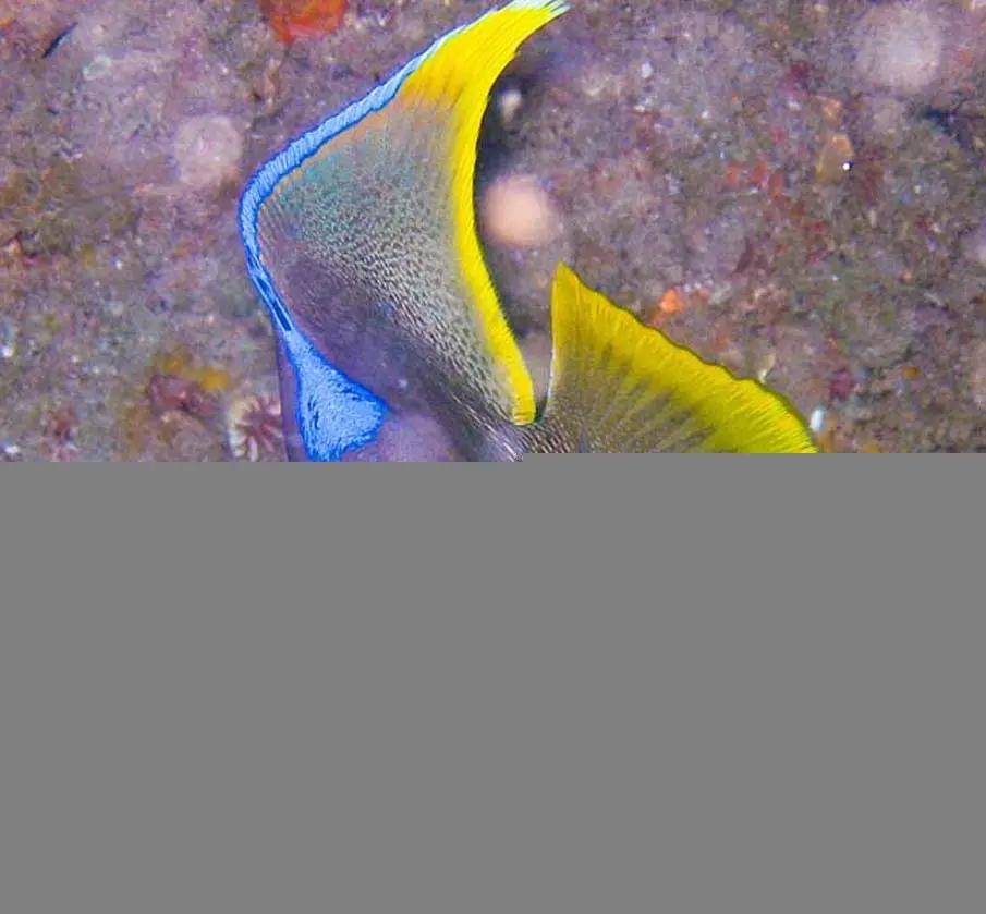 20个千奇百怪神秘的海洋生物