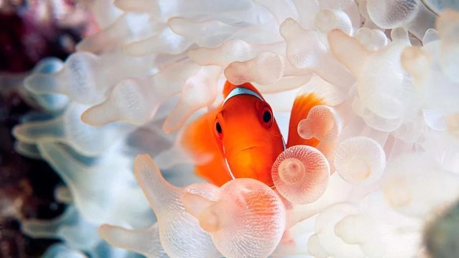 20个千奇百怪神秘的海洋生物