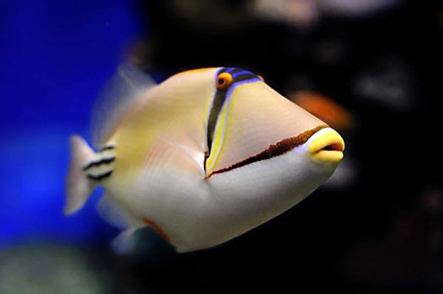 20个千奇百怪神秘的海洋生物