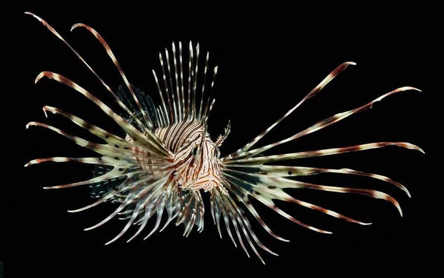 20个千奇百怪神秘的海洋生物