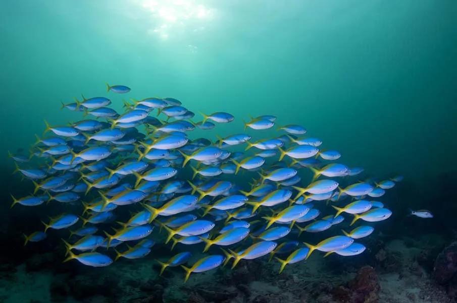 20个千奇百怪神秘的海洋生物