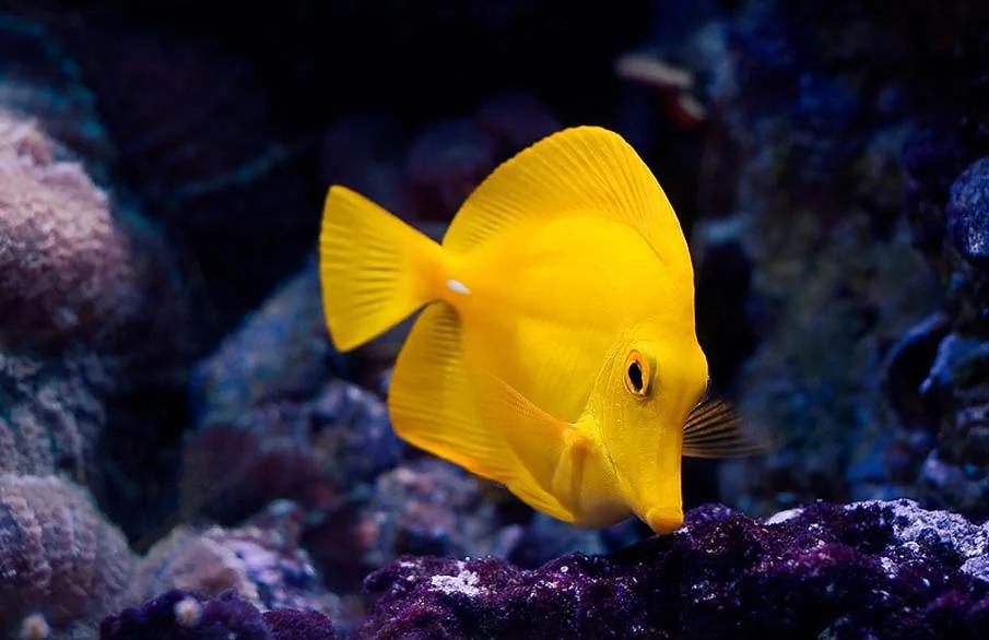 20个千奇百怪神秘的海洋生物