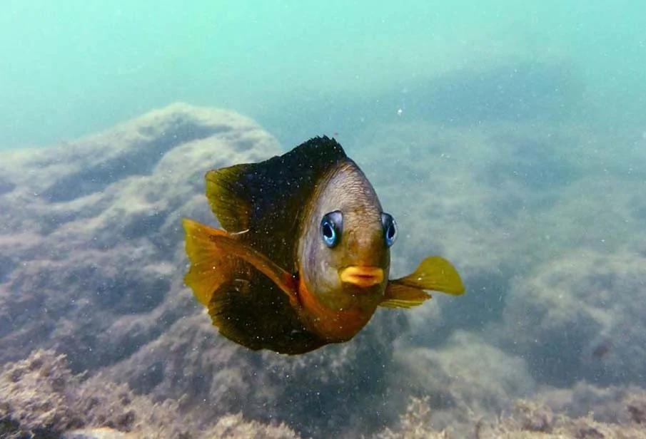 20个千奇百怪神秘的海洋生物