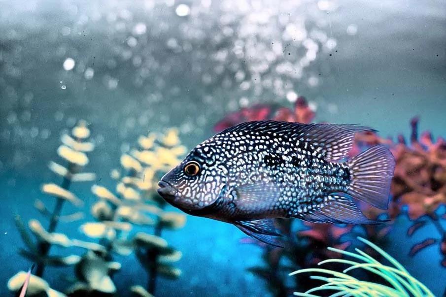 20个千奇百怪神秘的海洋生物