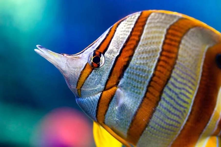 20个千奇百怪神秘的海洋生物