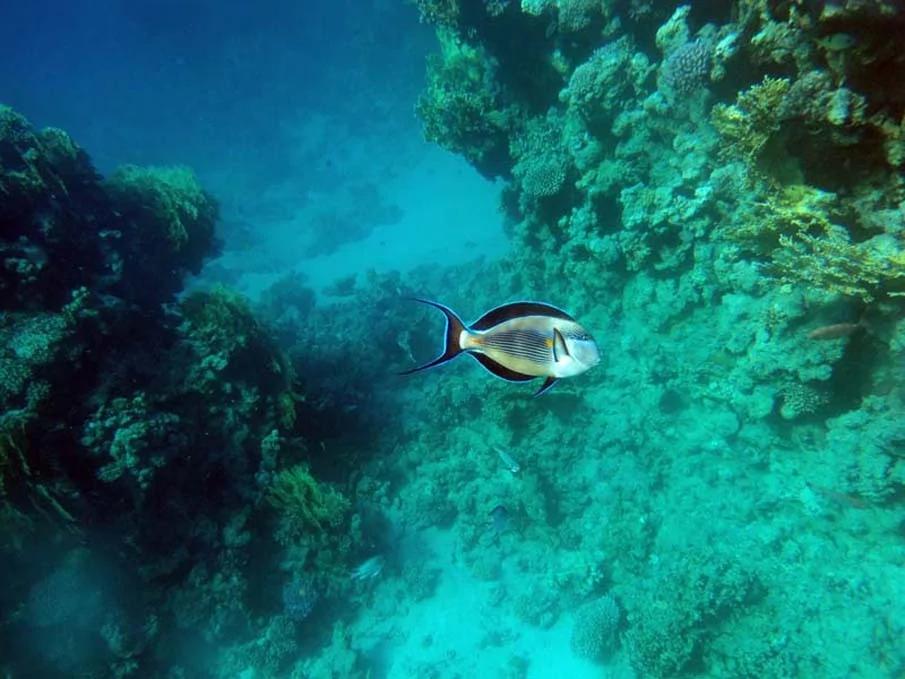 20个千奇百怪神秘的海洋生物