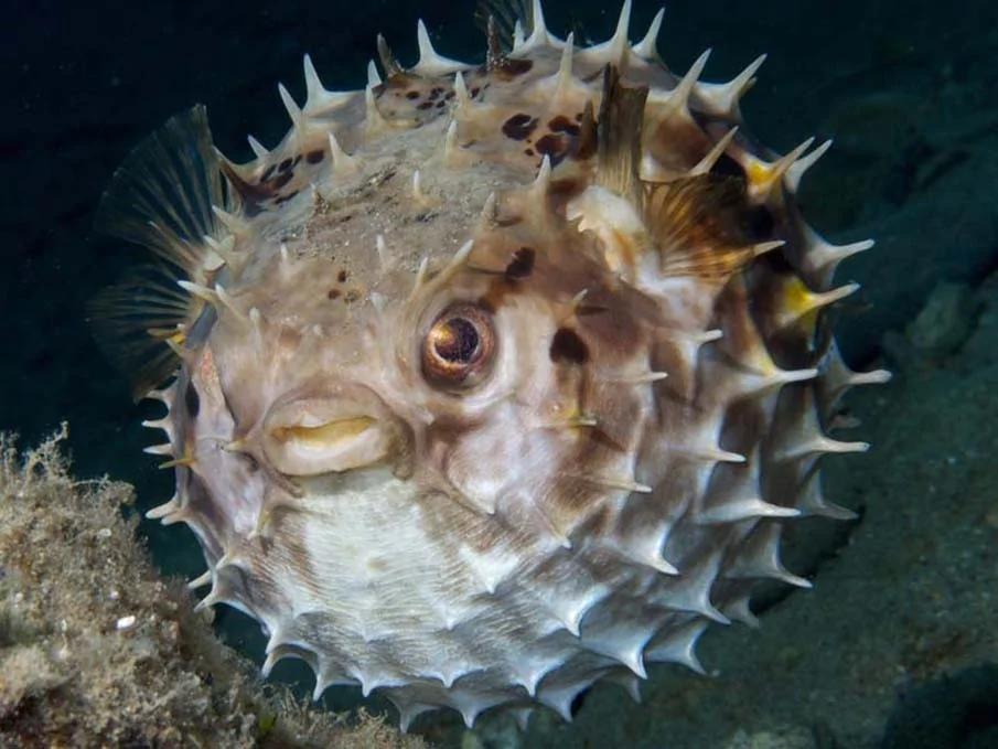 20个千奇百怪神秘的海洋生物