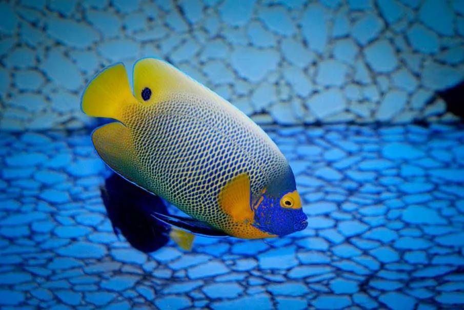 20个千奇百怪神秘的海洋生物