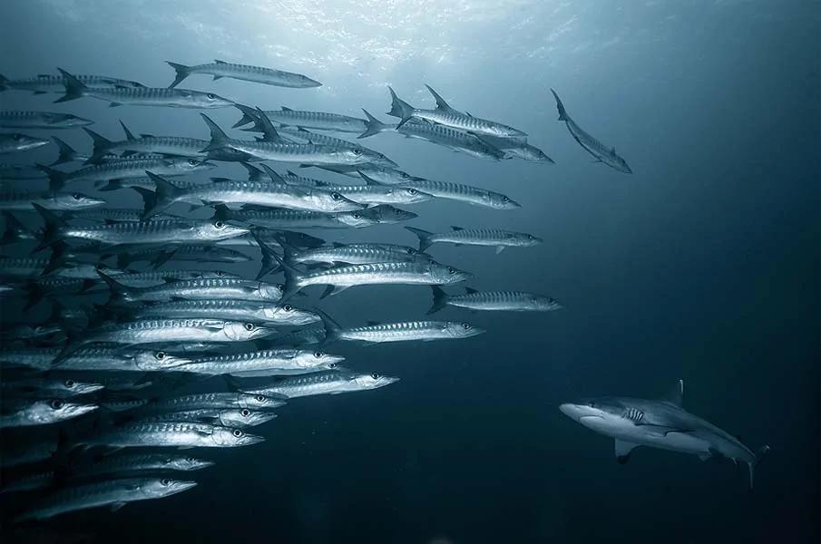 20个千奇百怪神秘的海洋生物