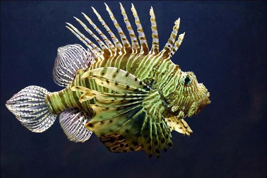20个千奇百怪神秘的海洋生物