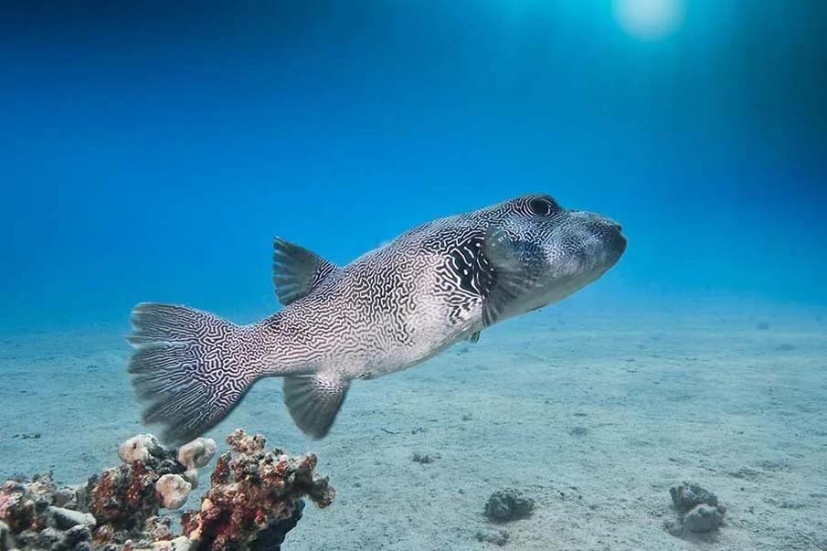 20个千奇百怪神秘的海洋生物