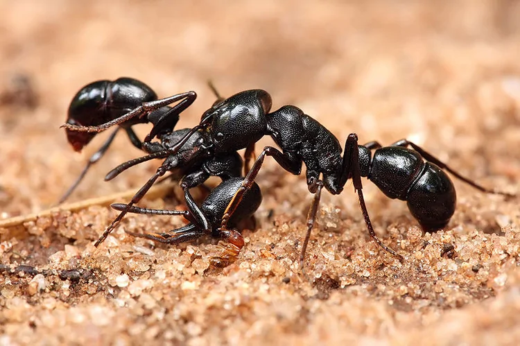 蚂蚁为什么不停的搬运食物？-365知识网