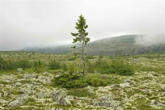 挪威古雲杉