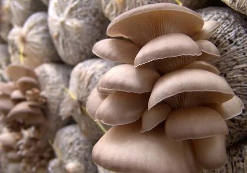 13种养生食物 最适合滋补中国女人