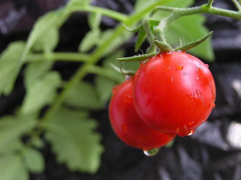13种养生食物 最适合滋补中国女人