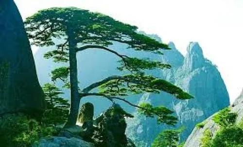 威武不能屈的林俊臣