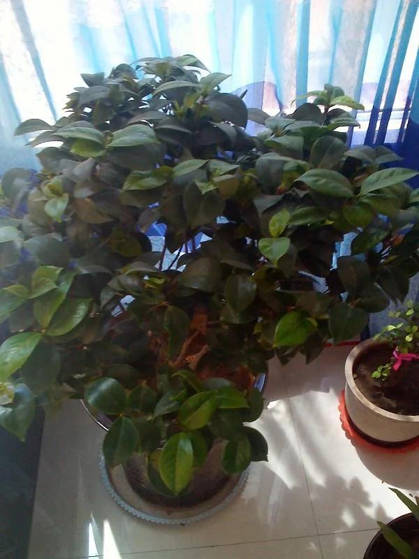 家里养的花,要多久浇一次水,你知道不?