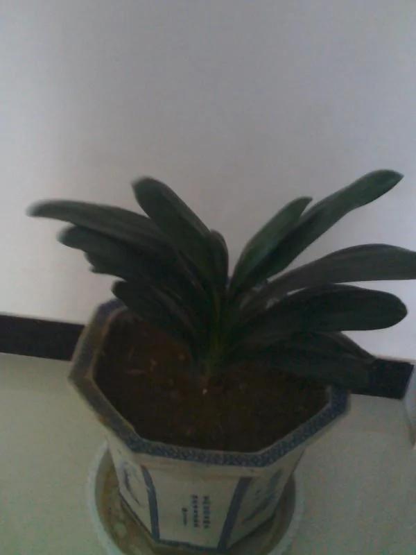 家里养的花,要多久浇一次水,你知道不?