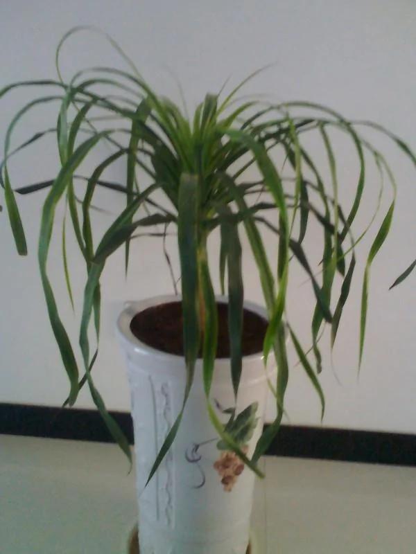家里养的花,要多久浇一次水,你知道不?