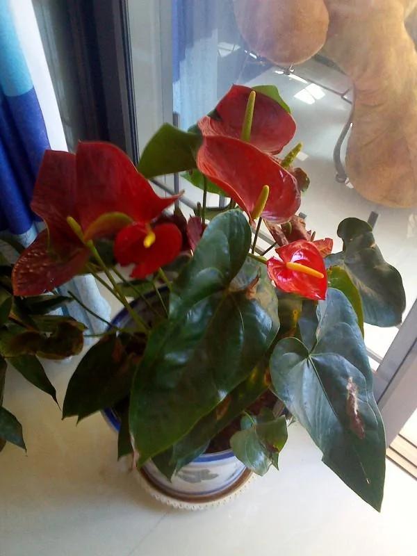 家里养的花,要多久浇一次水,你知道不?