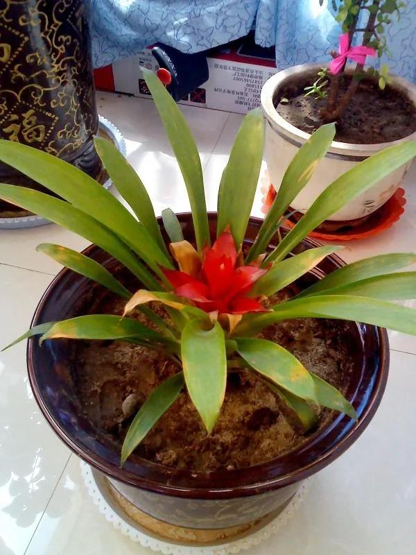 家里养的花,要多久浇一次水,你知道不?