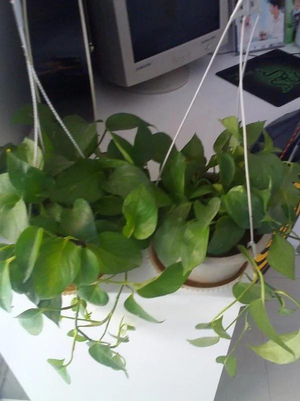 家里养的花,要多久浇一次水,你知道不?