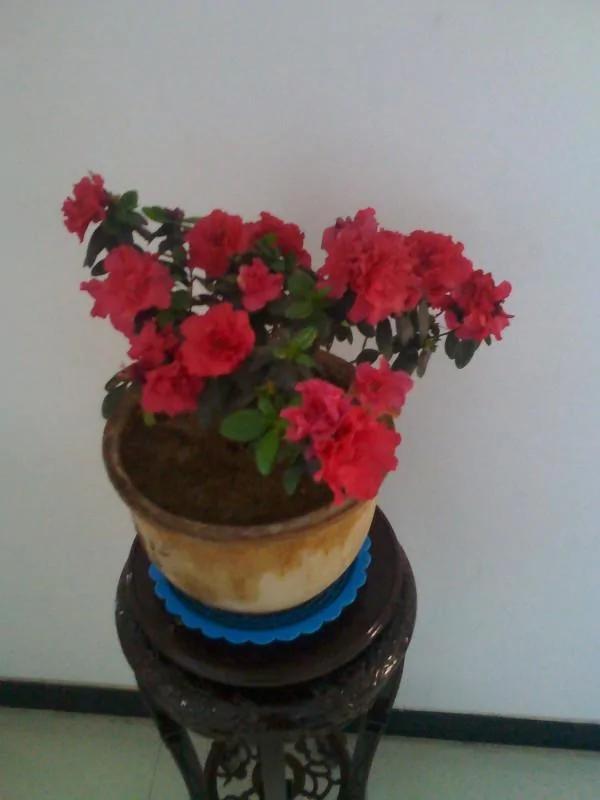 家里养的花,要多久浇一次水,你知道不?
