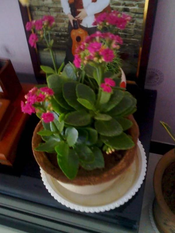 家里养的花,要多久浇一次水,你知道不?
