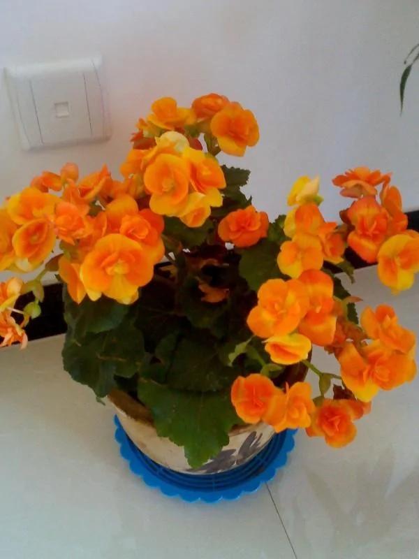 家里养的花,要多久浇一次水,你知道不?