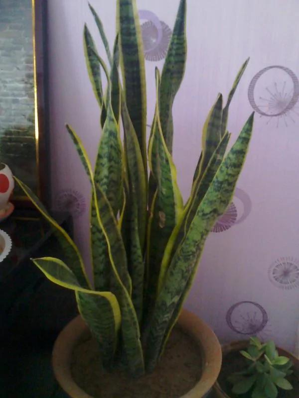 家里养的花,要多久浇一次水,你知道不?