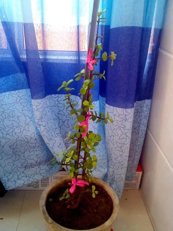 家里养的花,要多久浇一次水,你知道不?