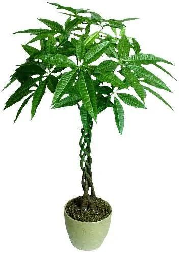 家里养的花,要多久浇一次水,你知道不?