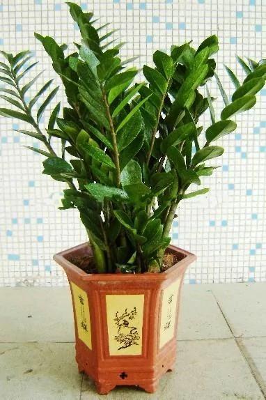 家里养的花,要多久浇一次水,你知道不?