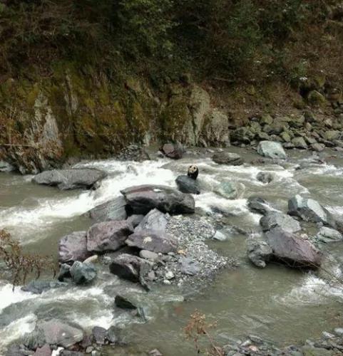 四川野生大熊猫“摸着石头过河”