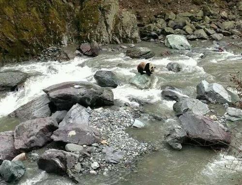 四川野生大熊猫“摸着石头过河”