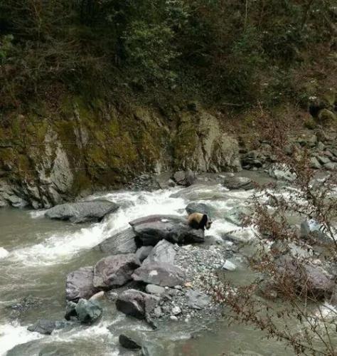 四川野生大熊猫“摸着石头过河”