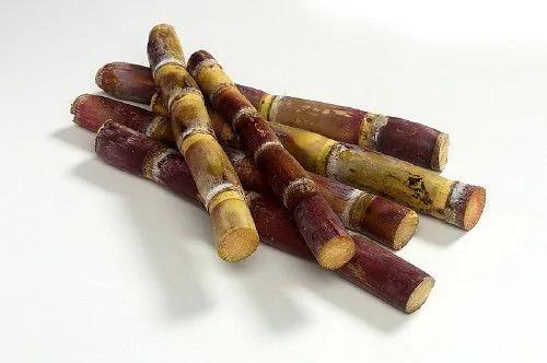 水果养生 盘点全年12个月最该吃的水果