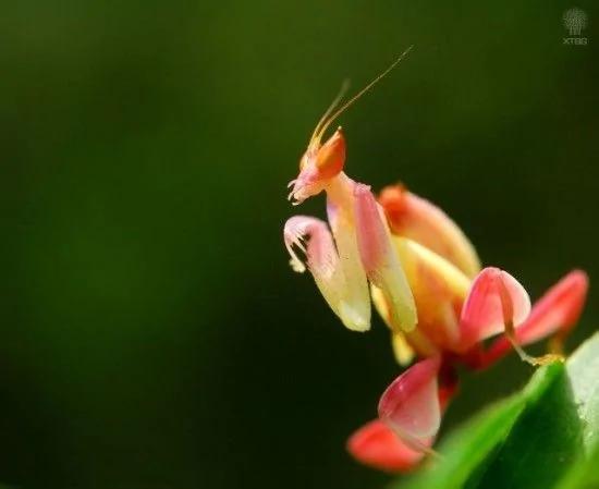 漂亮的昆虫杀手:兰花螳螂“色诱”猎物