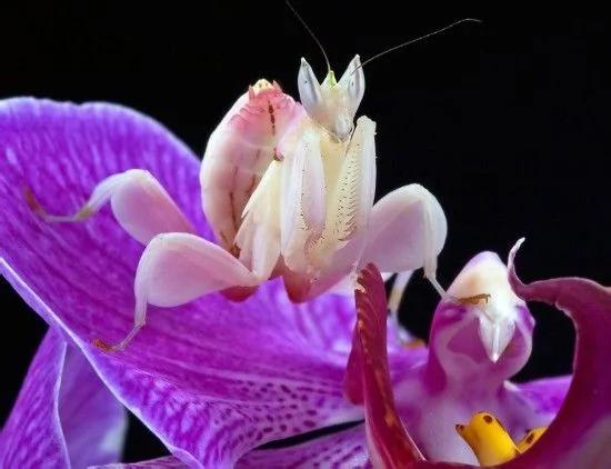 漂亮的昆虫杀手:兰花螳螂“色诱”猎物
