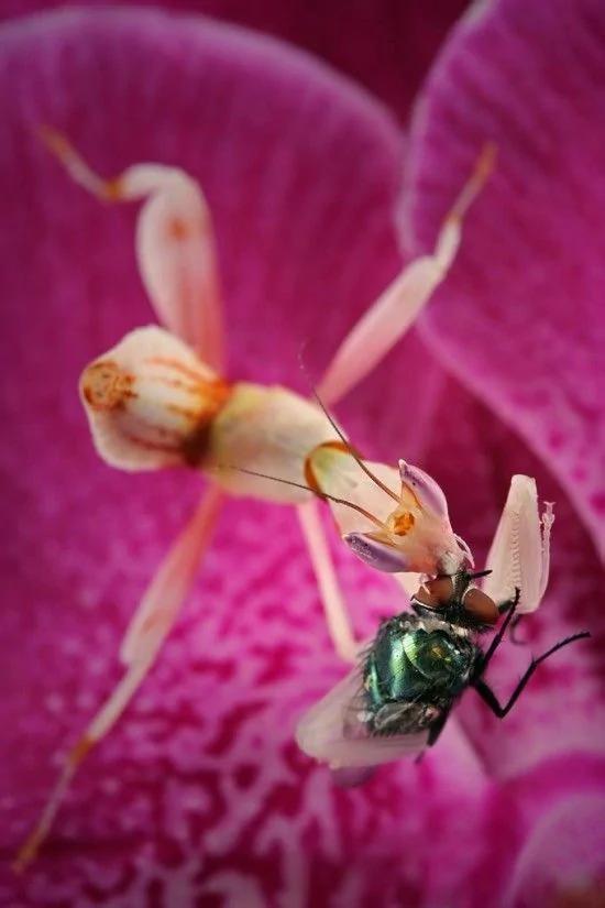 漂亮的昆虫杀手:兰花螳螂“色诱”猎物